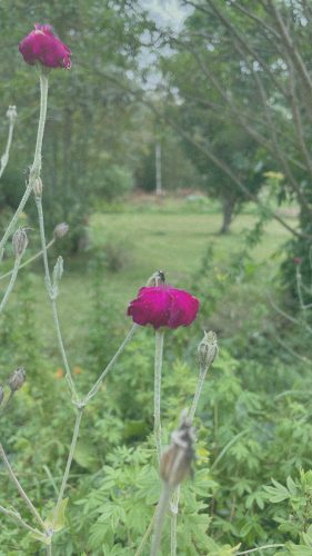 Single bright pink flower growing in a green garden beside the forest.